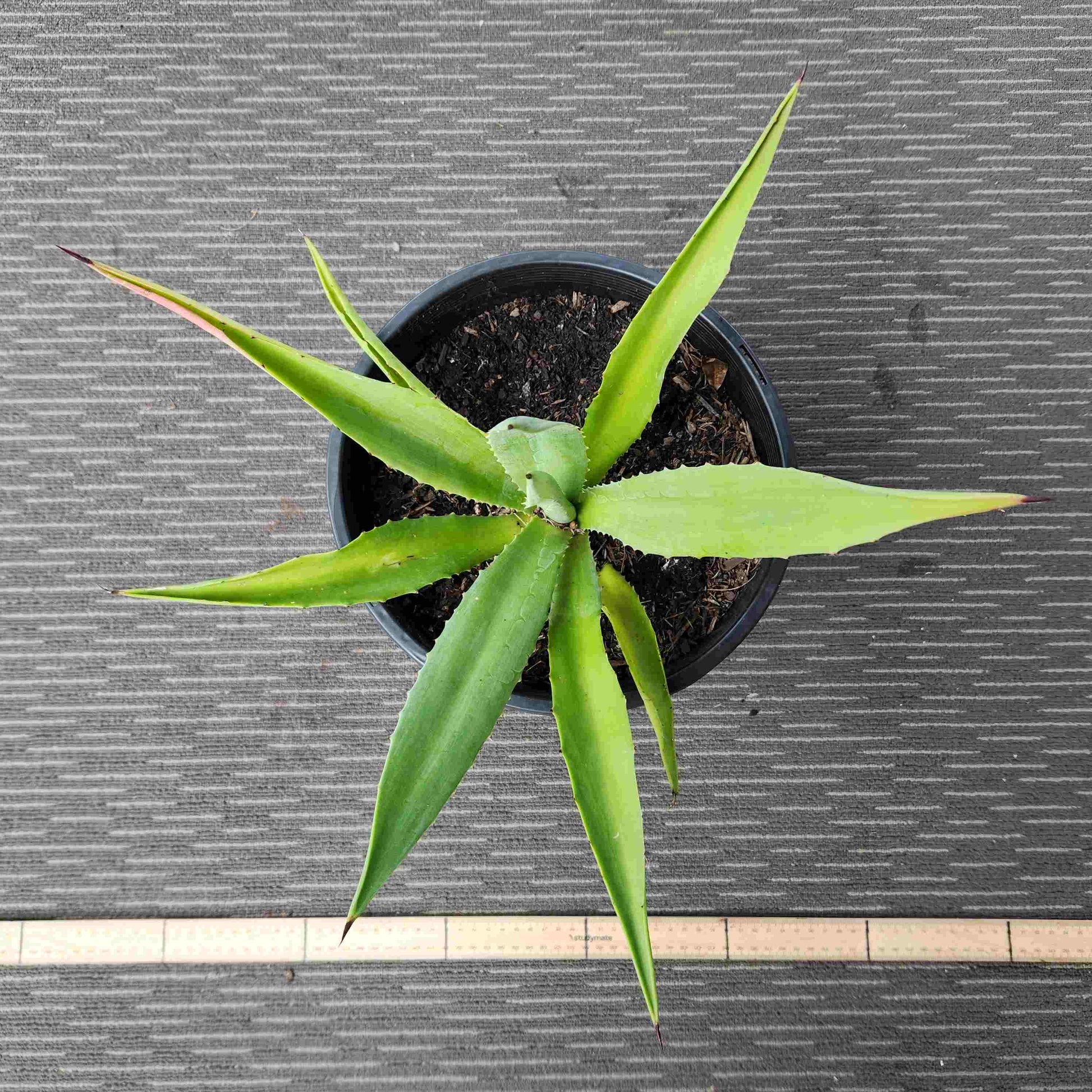 Agave Vivipara - Vivi IV