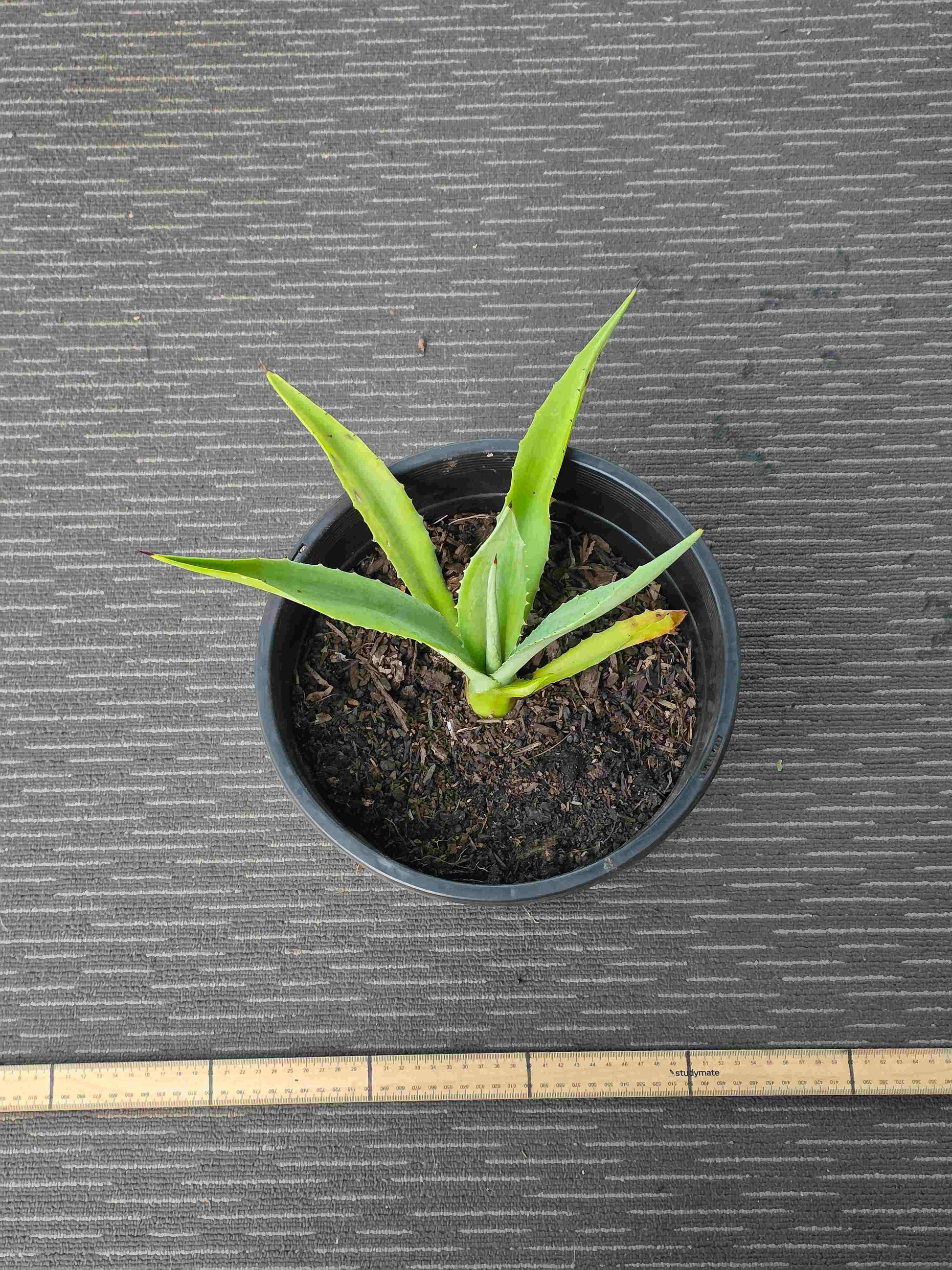 Agave Vivipara - Vivi IX