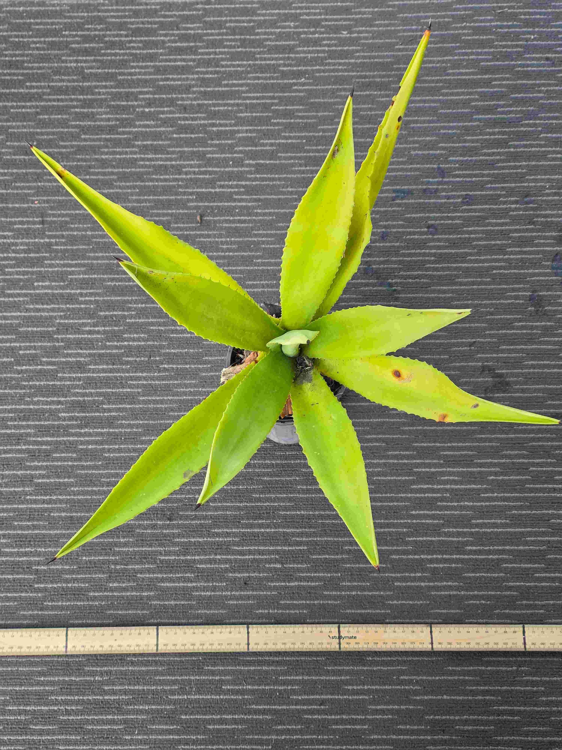 Agave Vivipara - Vivi VI