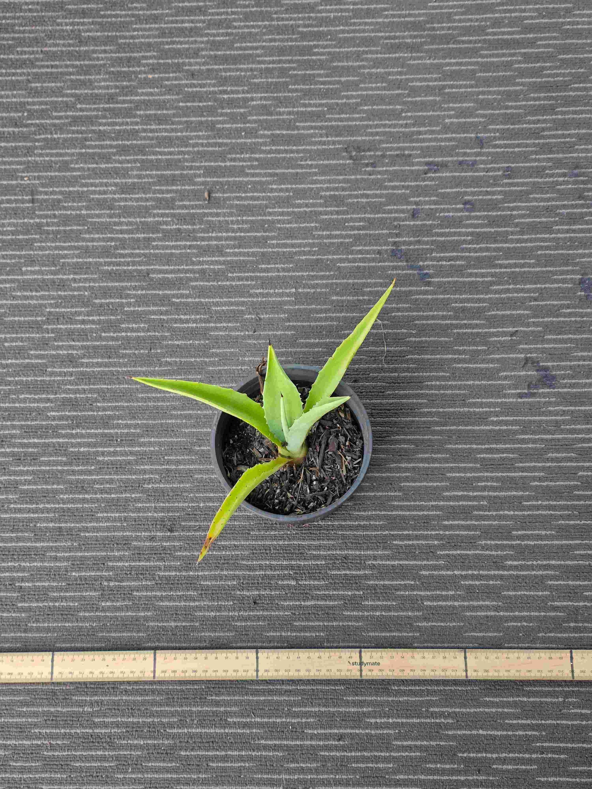 Agave Vivipara - Vivi VII