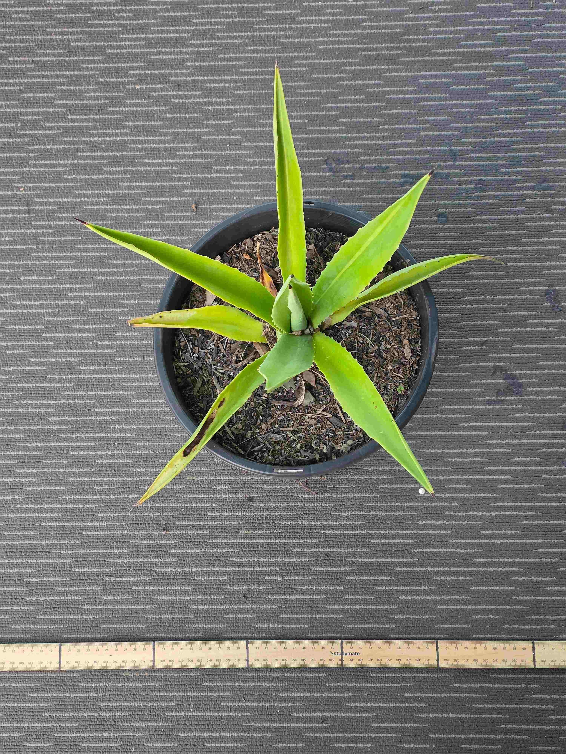 Agave Vivipara - Vivi VIII