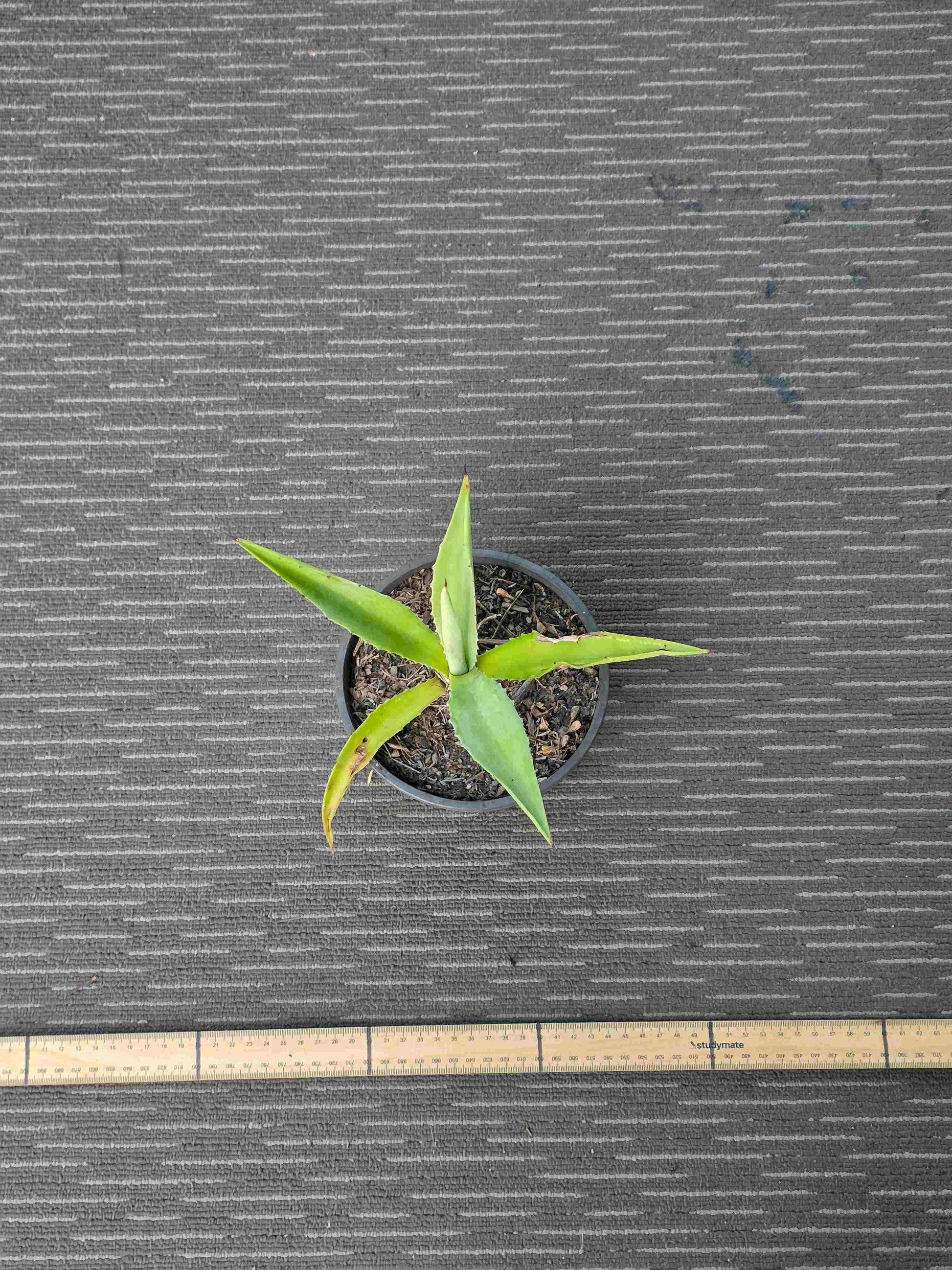 Agave Vivipara - Vivi X