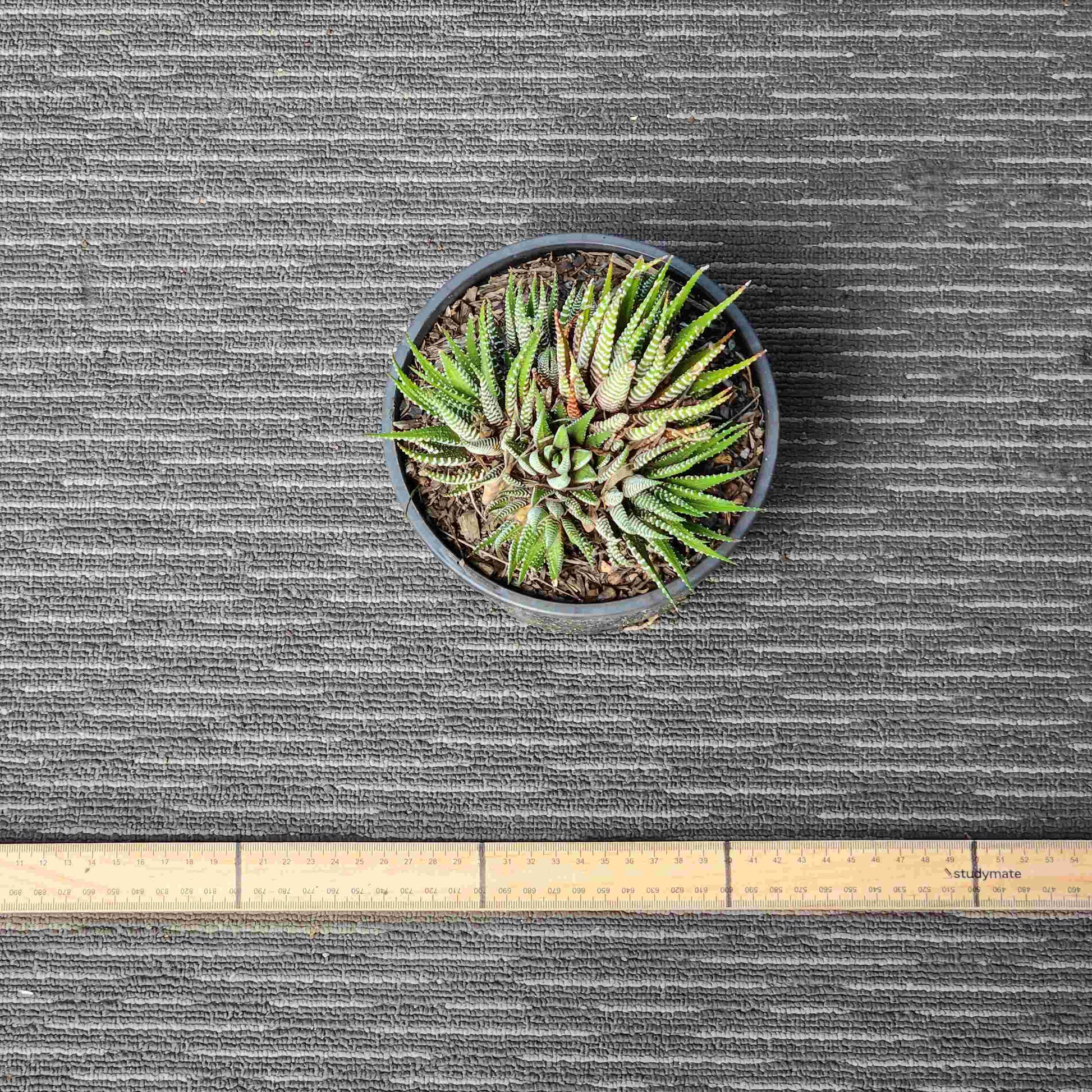 Haworthia Attenuata Zebra - Zeb II
