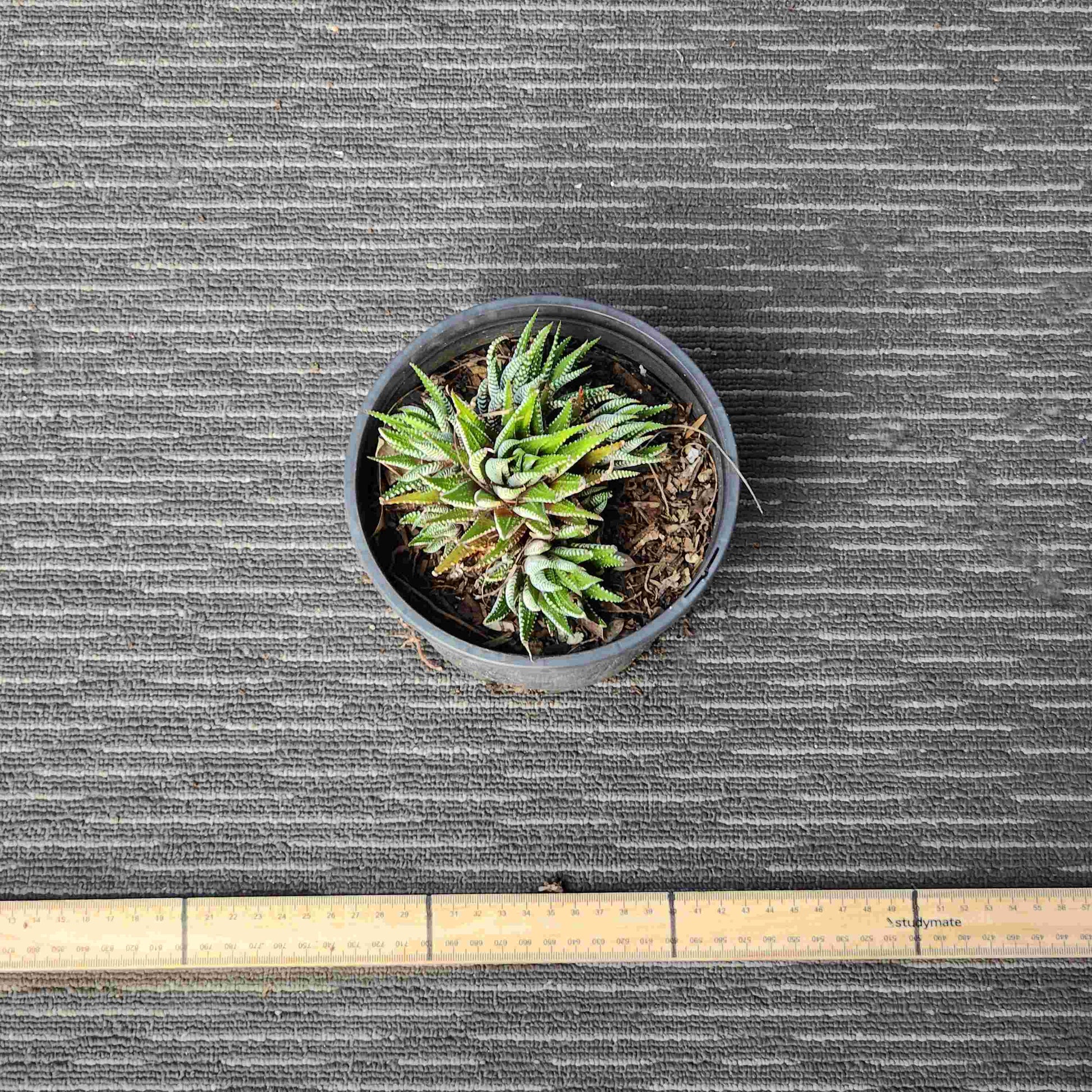 Haworthia Attenuata Zebra - Zeb III