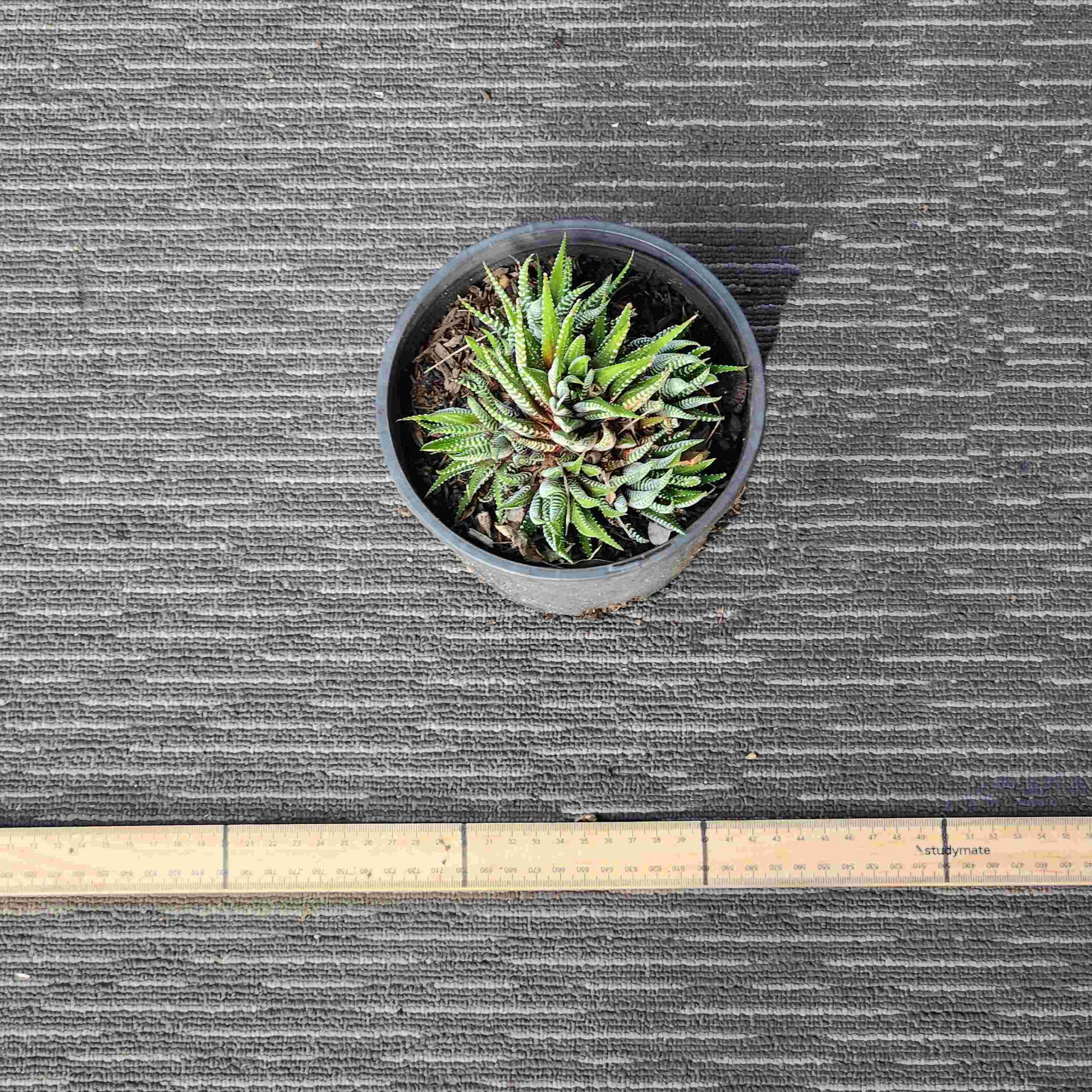 Haworthia Attenuata Zebra - Zeb IV