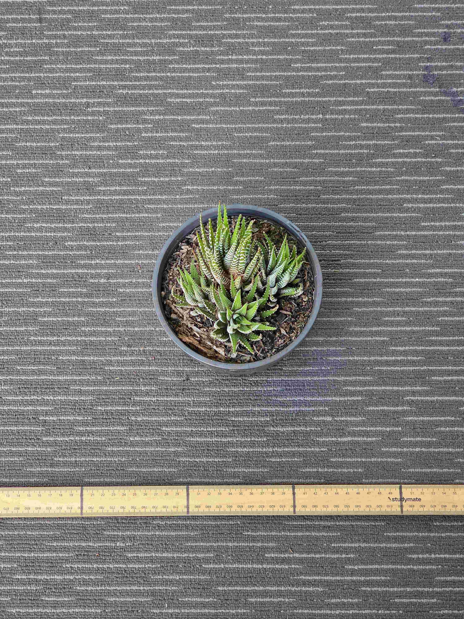 Haworthia Attenuata Zebra - Zeb IX