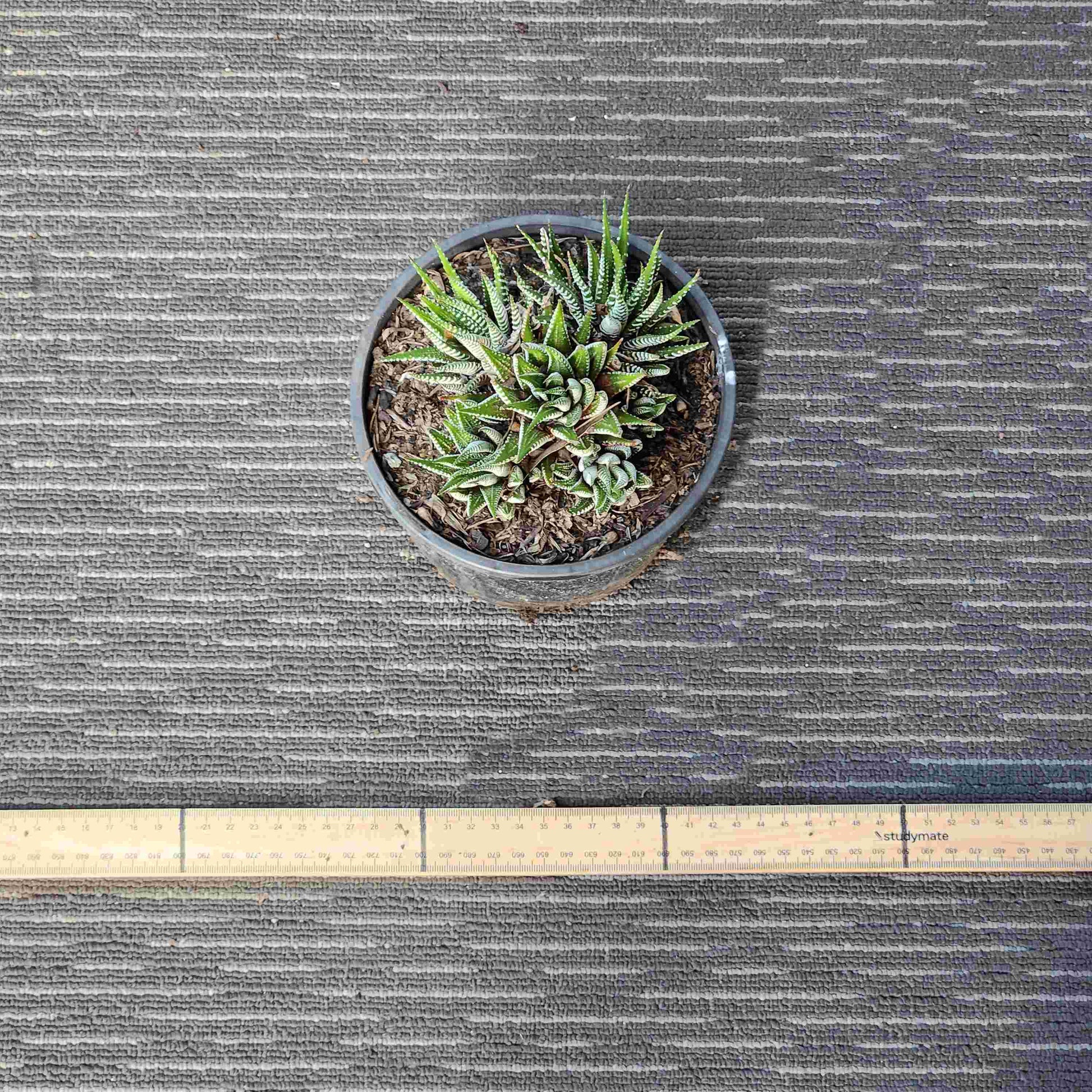Haworthia Attenuata Zebra - Zeb V