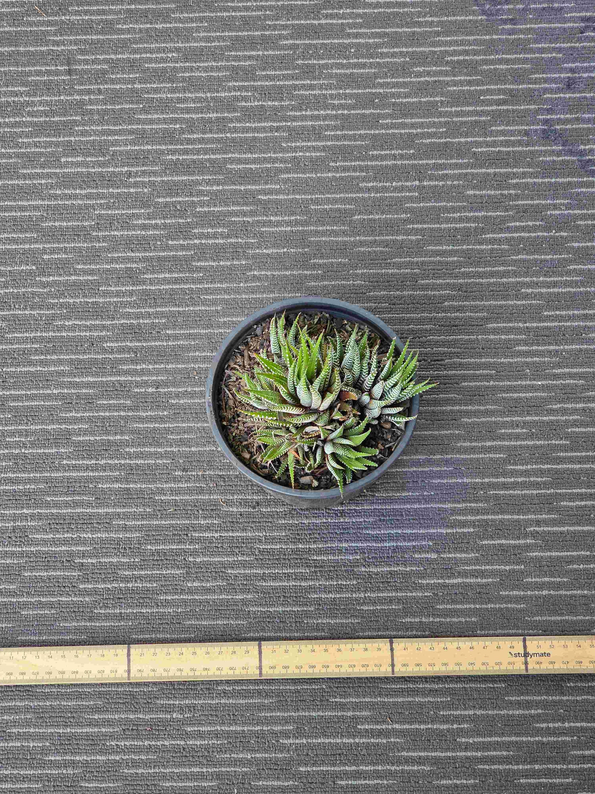 Haworthia Attenuata Zebra - Zeb VI