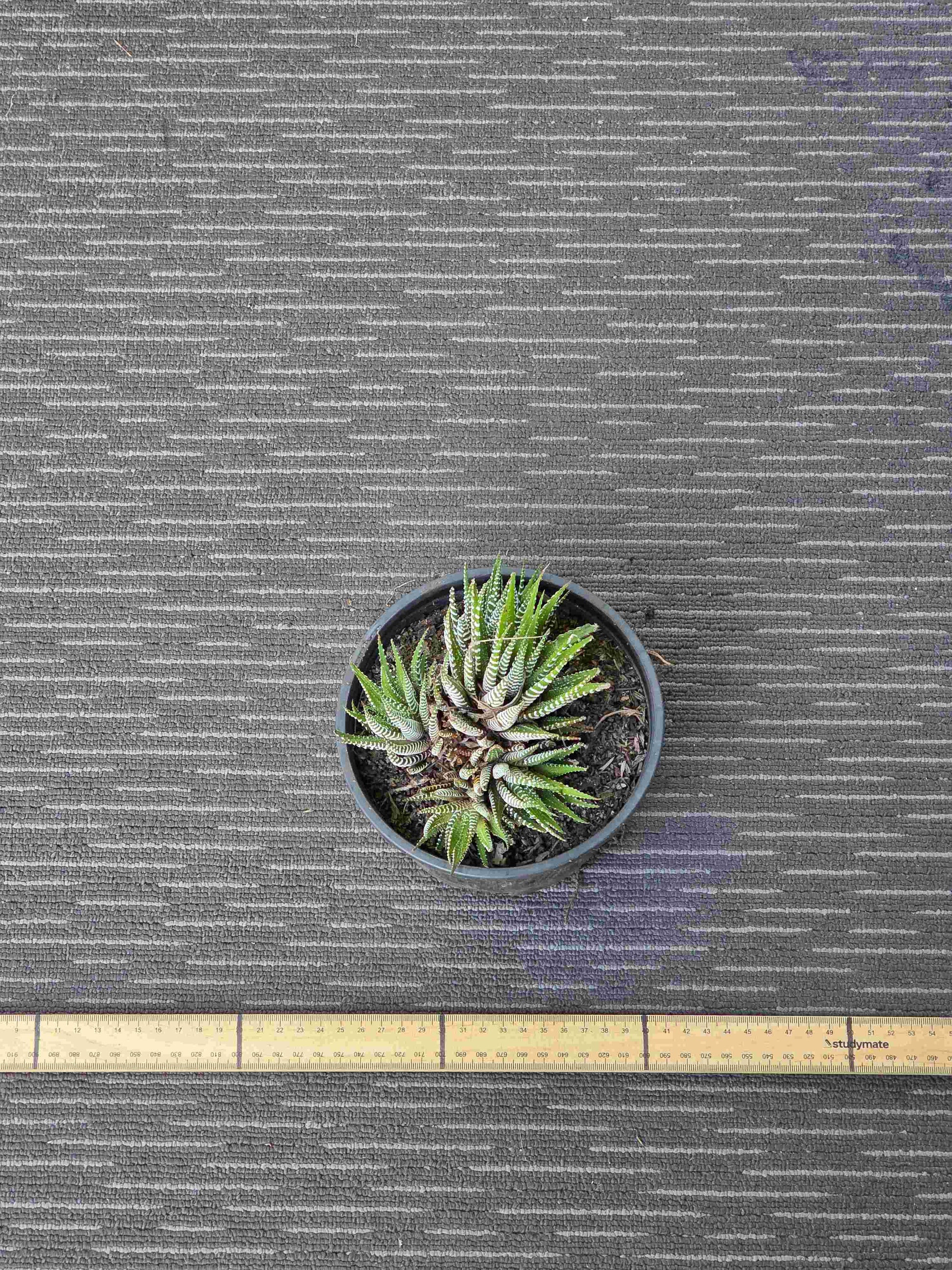 Haworthia Attenuata Zebra - Zeb VII
