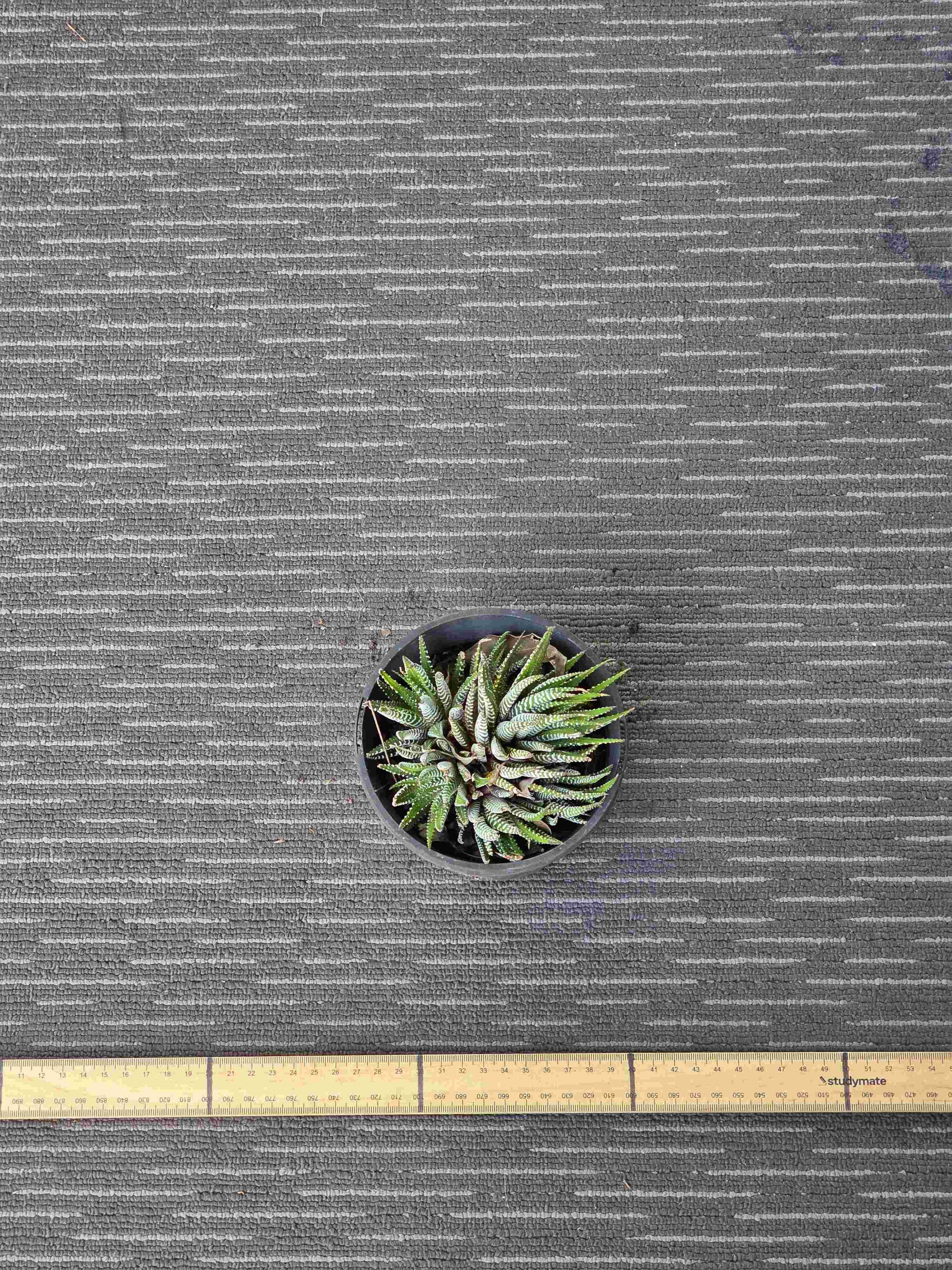 Haworthia Attenuata Zebra - Zeb VIII